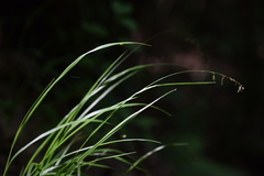 Melica nutans