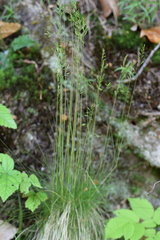 Festuca filiformis