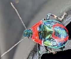 Eocanthecona concinna