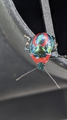 Eocanthecona concinna