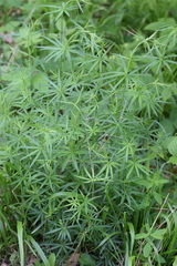 Galium laevigatum
