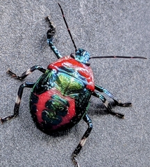 Eocanthecona concinna