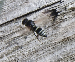 Euodynerus leucomelas