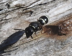 Euodynerus leucomelas
