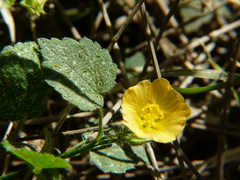 Sida cordata