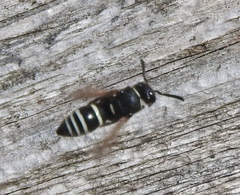 Euodynerus leucomelas