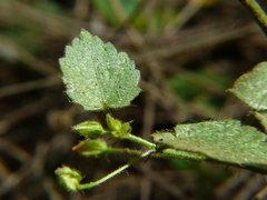 Sida cordata