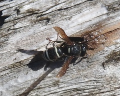 Euodynerus leucomelas