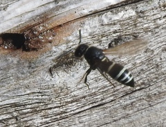 Euodynerus leucomelas