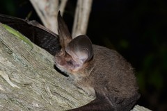 Nyctophilus geoffroyi