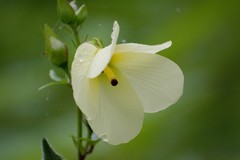 Abelmoschus esculentus