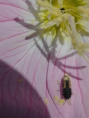 Acmaeoderini