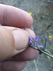 Delphinium gracile