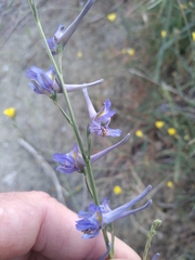 Delphinium gracile