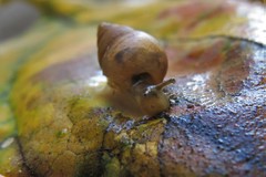 Bulimulus tenuissimus