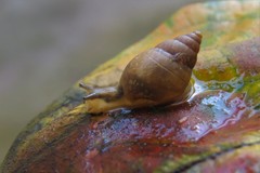 Bulimulus tenuissimus