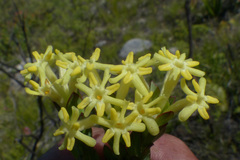 Gnidia oppositifolia