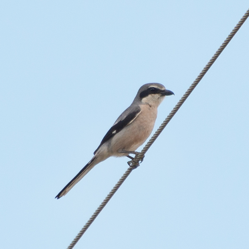 Iberian Grey Shrike