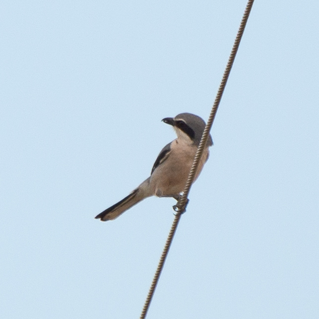 Iberian Grey Shrike