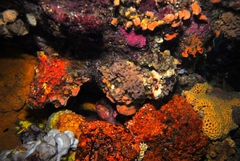 Hypoplectrodes nigroruber