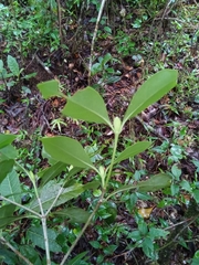 Coptosperma
