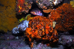 Hypoplectrodes nigroruber