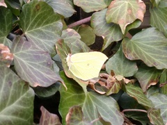 Gonepteryx rhamni
