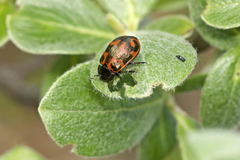 Chrysomela lapponica