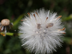 Nysius graminicola