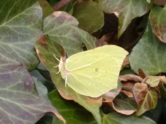 Gonepteryx rhamni