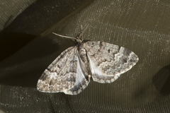 Xanthorhoe uralensis