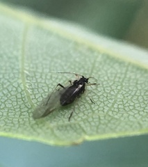 Periphyllus testudinaceus