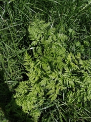 Anthriscus sylvestris