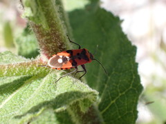 Lygaeus equestris
