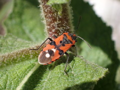 Lygaeus equestris