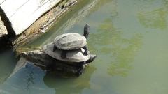 Mauremys reevesii