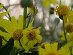 Nysius graminicola
