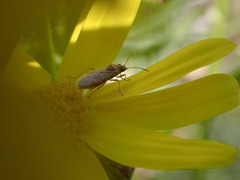Nysius graminicola