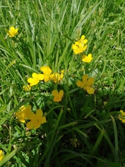Ranunculus repens