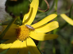 Nysius graminicola