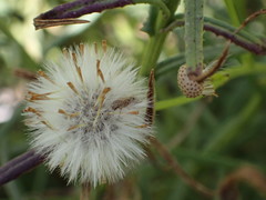 Nysius graminicola
