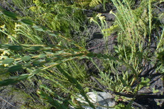 Gnidia oppositifolia