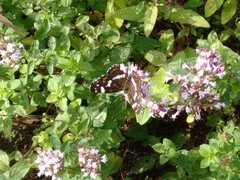 Araschnia levana