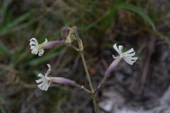 Silene nutans nutans