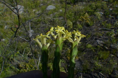 Gnidia oppositifolia