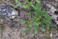 Silene nutans nutans