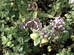 Araschnia levana