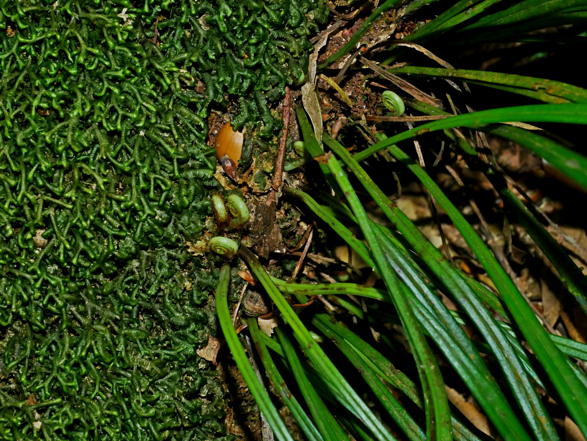Genus Haplopteris · iNaturalist
