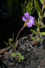 Oxalis punctata