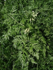 Anthriscus sylvestris